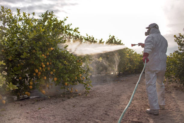 Best Affordable Pest Control Services  in Los Alamos, CA