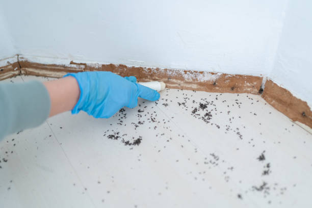 Best Cockroach Control Services  in Los Alamos, CA
